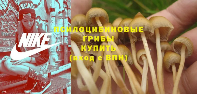 ОМГ ОМГ вход  Пудож  Галлюциногенные грибы Psilocybine cubensis 